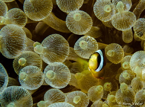 Bubble-tip anemone with Clownfish photographed in Puerto ... by Norm Vexler 